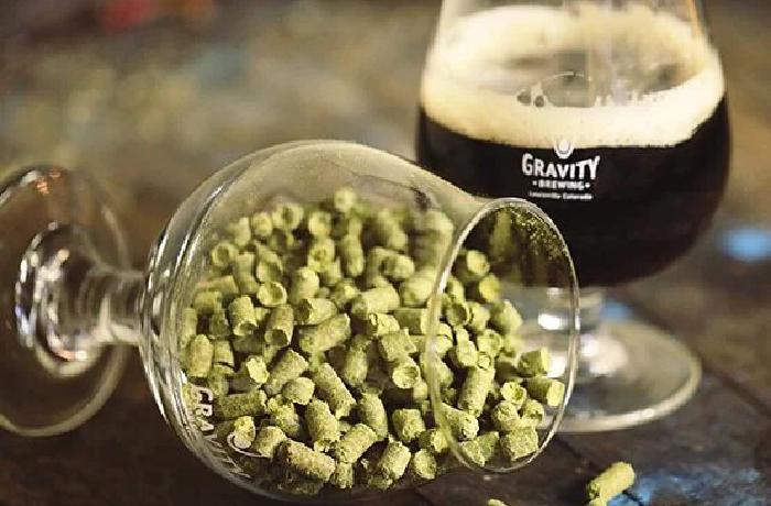 Hops for brewing